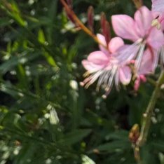 0000老公冷脸世首萌 千鸟花的种植方法：1、温度：千鸟花的耐寒性质非常的强，所