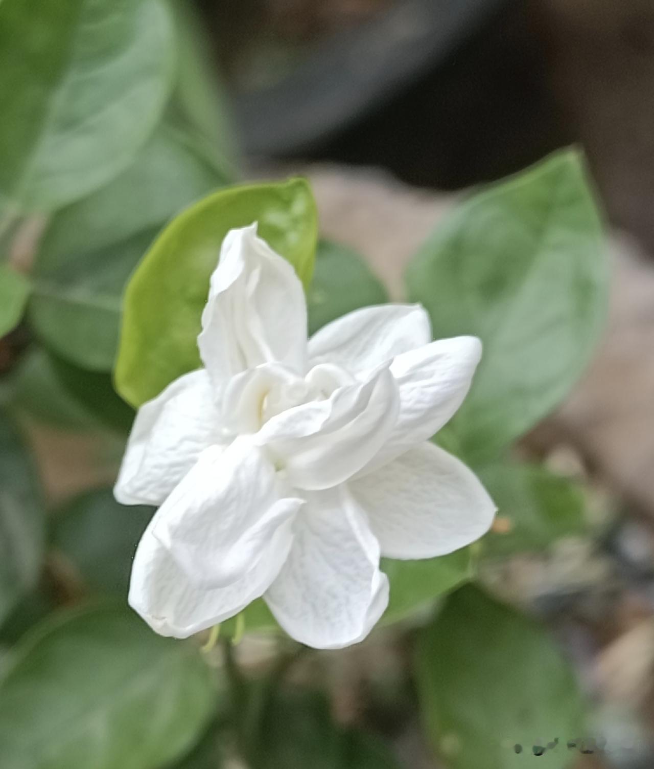 庭院之中，茉莉花开。
（拍摄于2026-7-10）