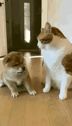 简直被这只心眼满满的小猫给逗乐了！趁着狗妈妈不在身旁，对着小狗狗接连挥爪扇巴掌，