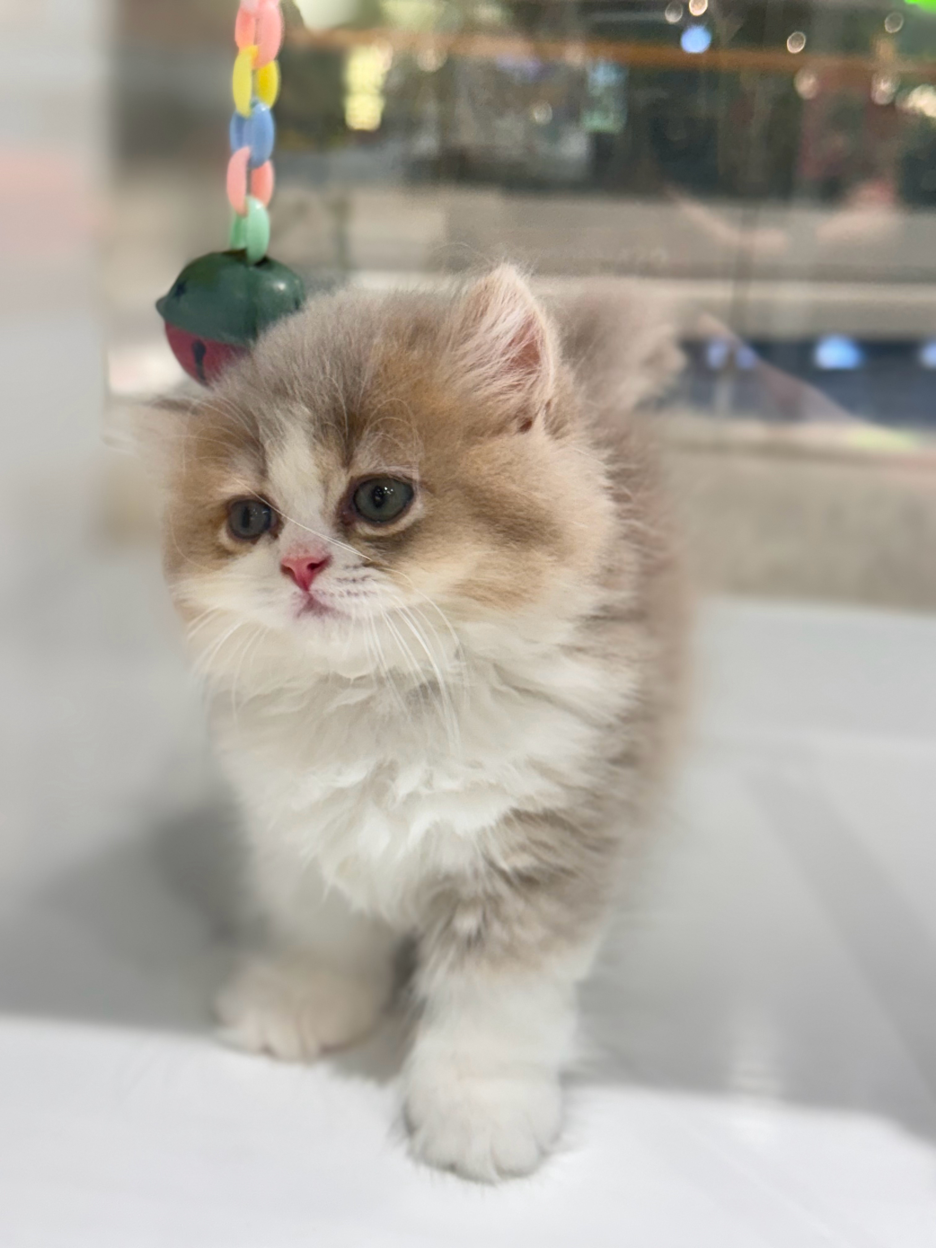 我何时有猫（） 