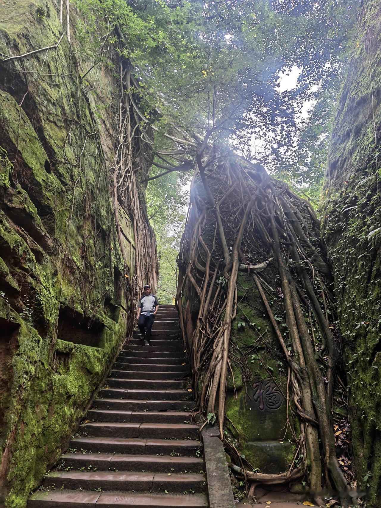 青神中岩寺，东坡初恋地
 
这里是眉山青神中岩，图中这道被黄桷古树根系紧紧包裹的