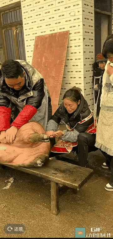 咬上了？
实在是抓不住啊？你们也忒坏了，给俺个猪尾巴抓，它浑身是劲儿，一拽毂屁股