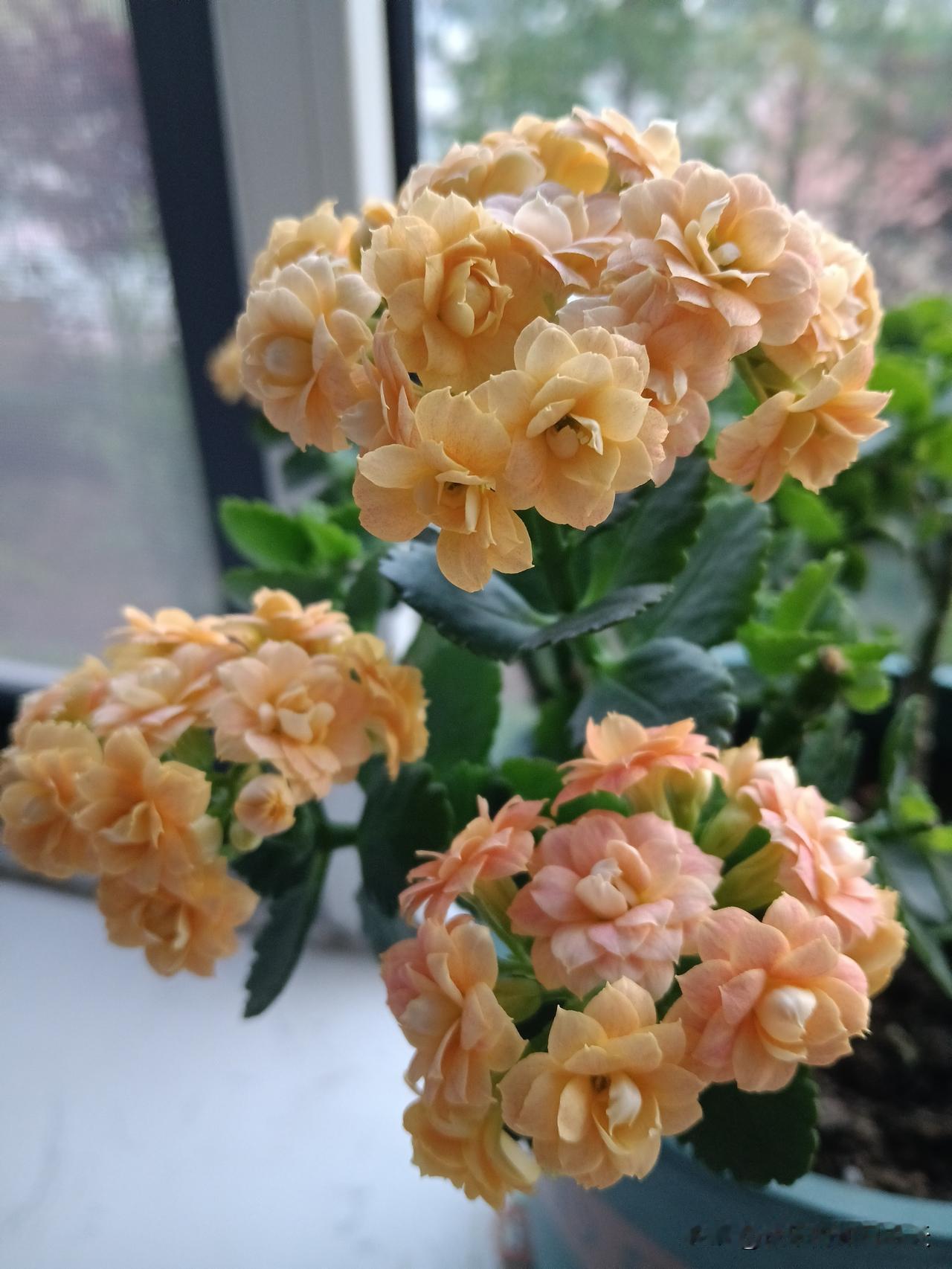 当你陷入困境时，有谁会伸出援手？
父母出手相助的可能性为100%；
夫妻施以援手