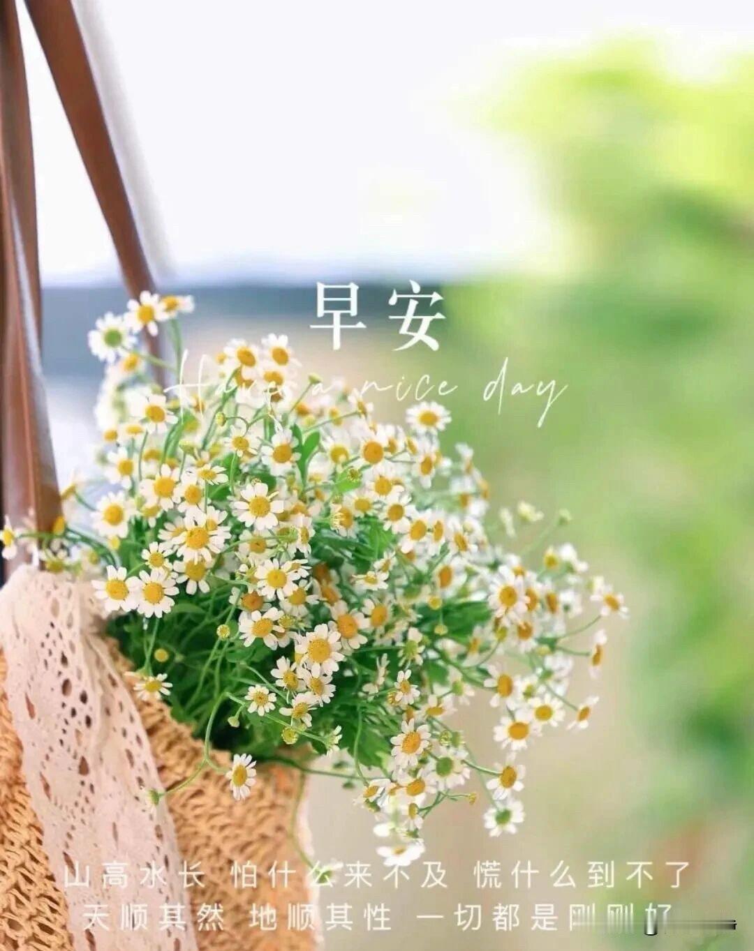 🌼²º²⁶/₀₆.₁₅ᵕ̈ 周一｜早安☀️🍃🐎
🍃𝐆𝐨𝐨𝐝 𝐌