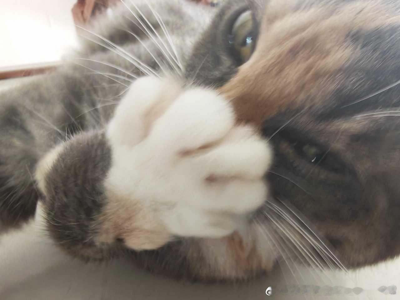 49469【丑猫】阿玛特拉斯 
