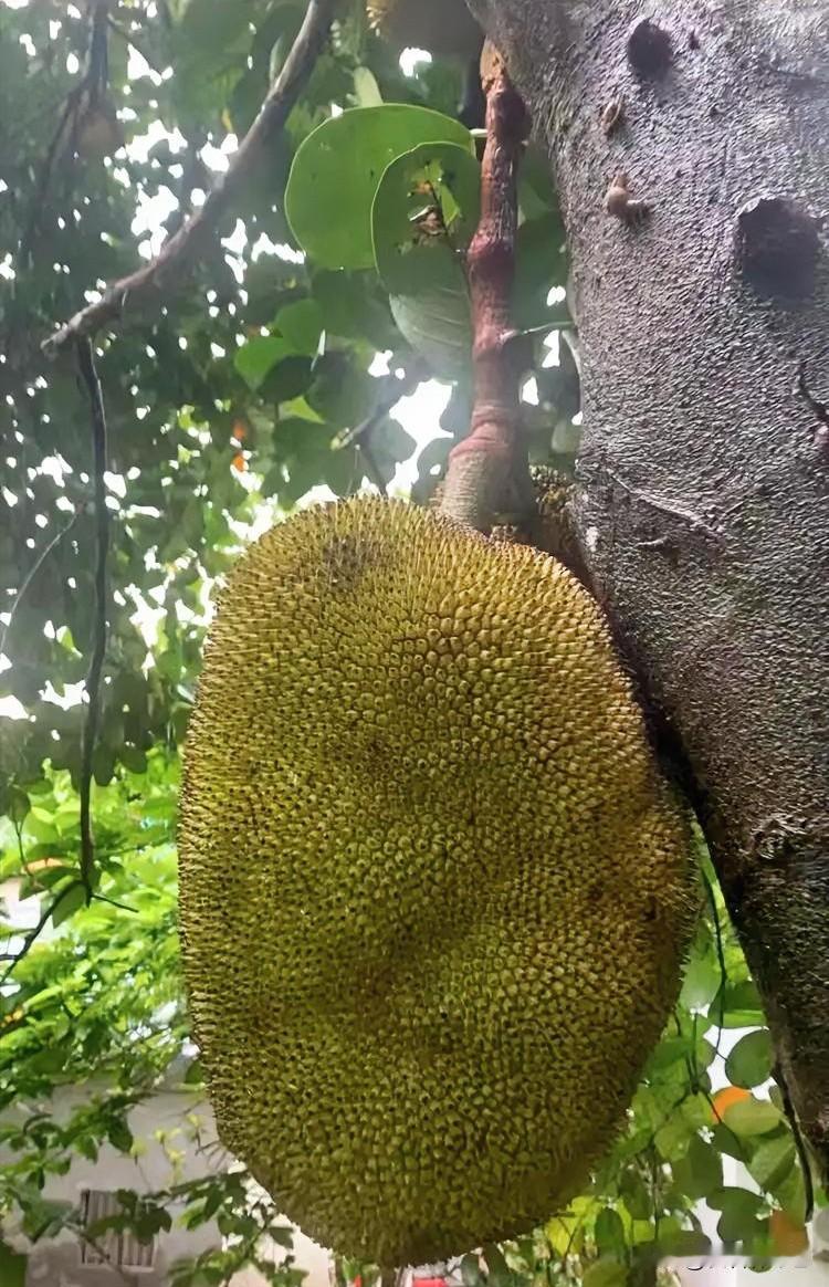 今年冬天的不同硕大的菠萝蜜坠在树身，糙黄的果壳裹满尖刺，连带着红褐果柄都浸着热带