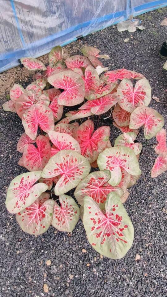 下期泰彩预告—芭提雅