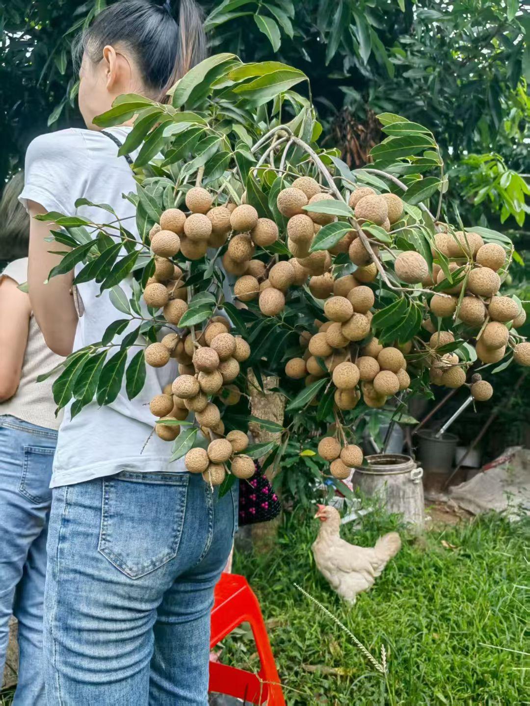 今年桂圆又丰收了，但价格依旧不美丽，甚至可以说又是烂大街了。


幺叔婆家的桂圆