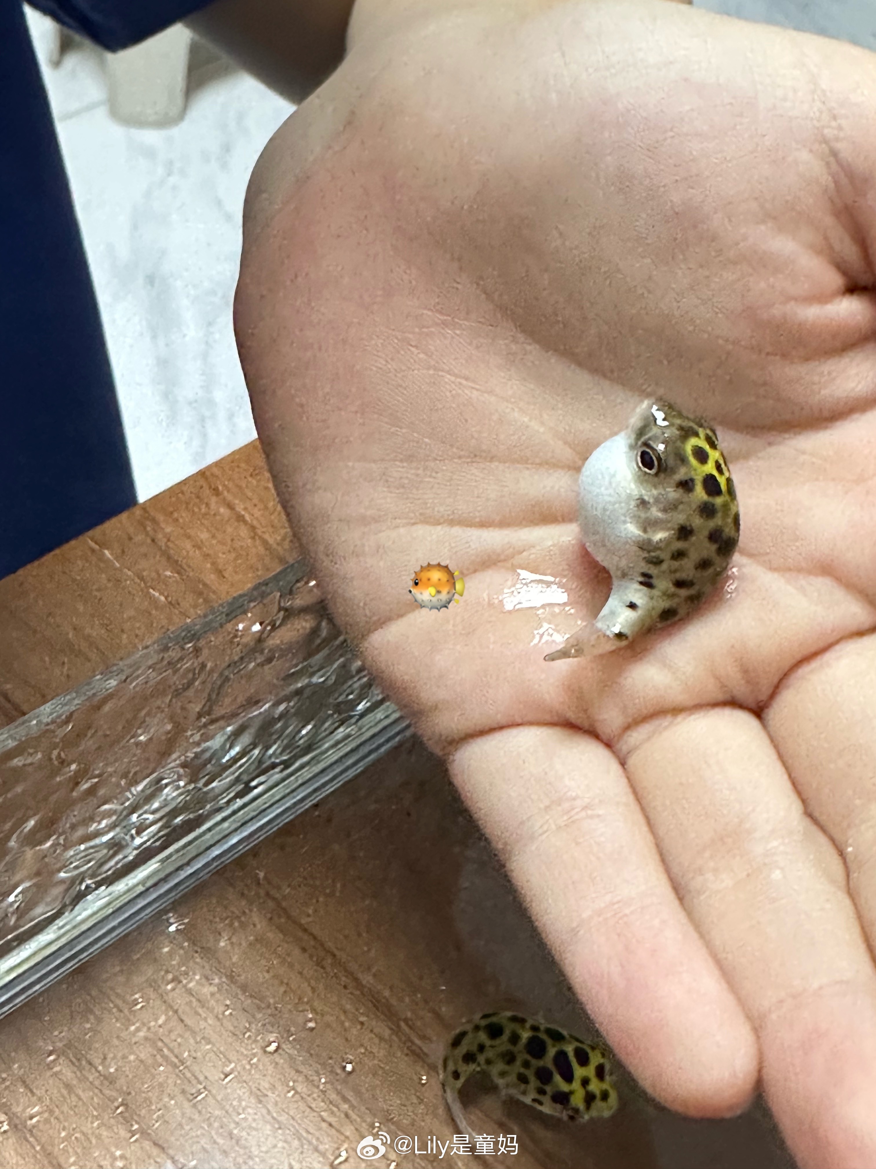 新宠～小河豚🐡上次养的小乌龟🐢噶了还是去年逛花市买的可能只有一只太孤独🙁了