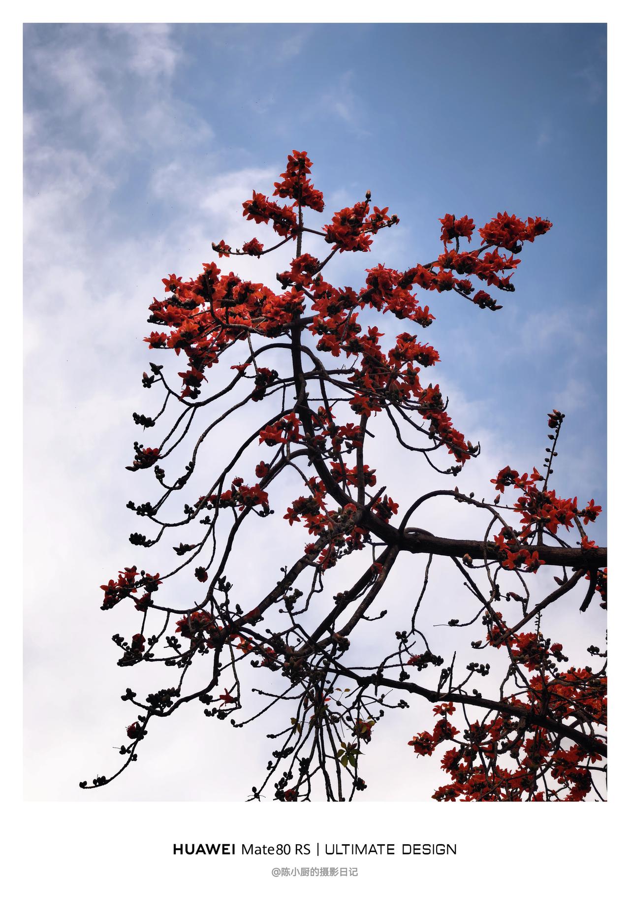 满城红火的“英雄花”，不仅是刷屏朋友圈的美景，更是老广祛湿的“春日良药”。抬头是