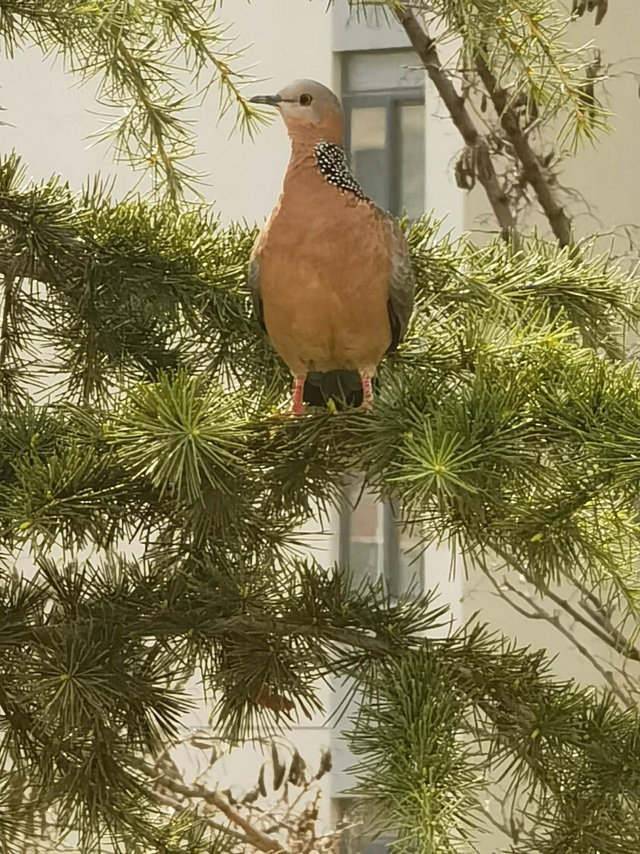 春天的芭蕾演员