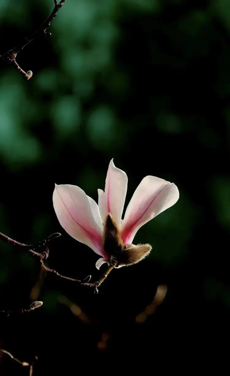 玉兰花 独立枝头，纯净无瑕 ！