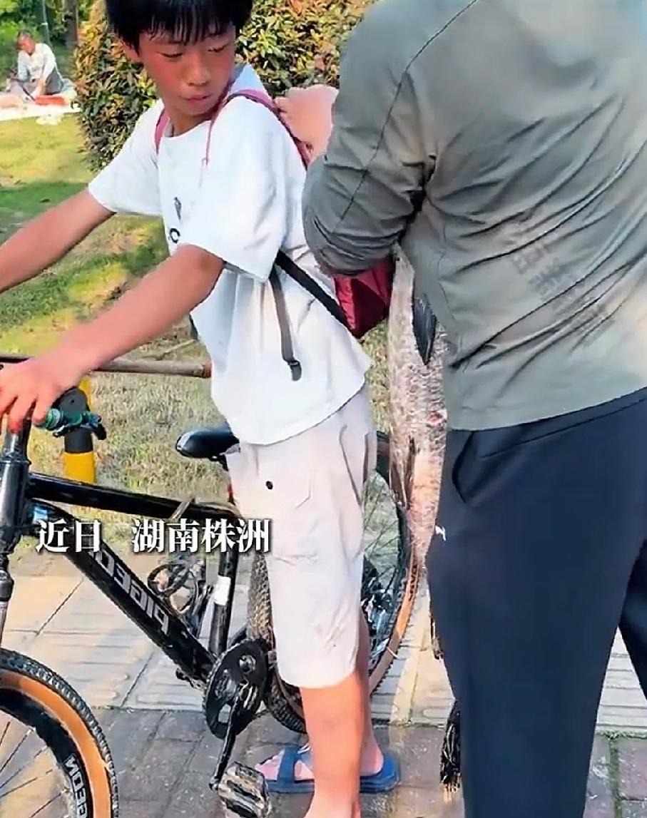 近日，湖南株洲。河西聚集了许多钓鱼佬，他们顶着烈日的暴晒，全身心的投入到钓鱼当中