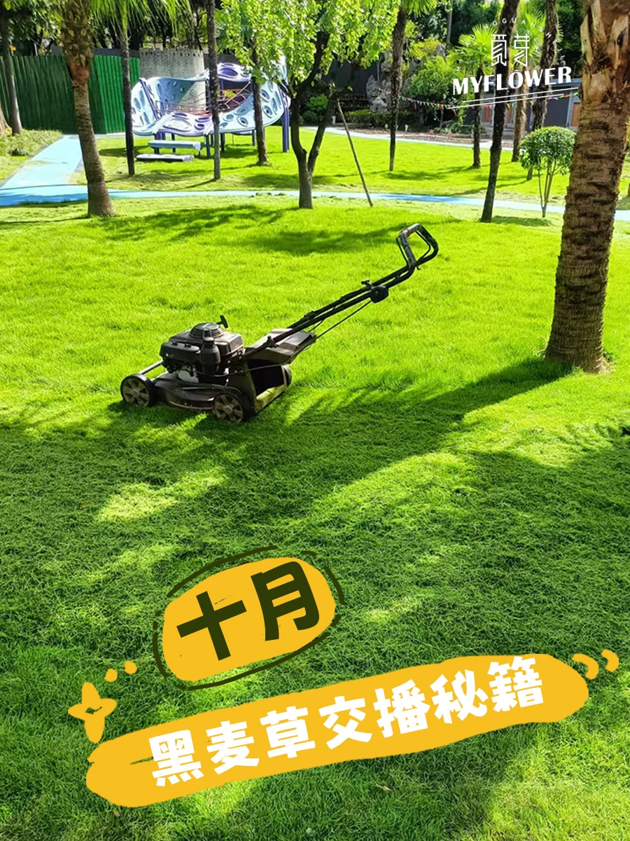 十月草坪逆袭术！百慕大草+黑麦草交播秘籍