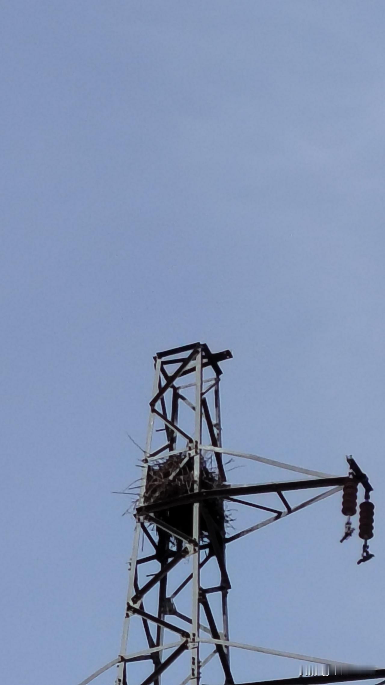瞧！我家门口电塔上喜鹊筑的巢，全是用纤纤细枝搭建而成，坚固异常，难以拆除。如今，