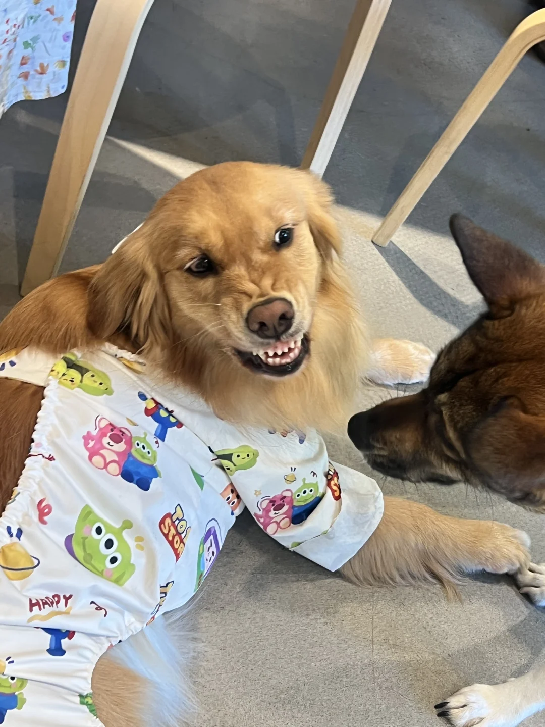 小狗不爱刷牙怎么办