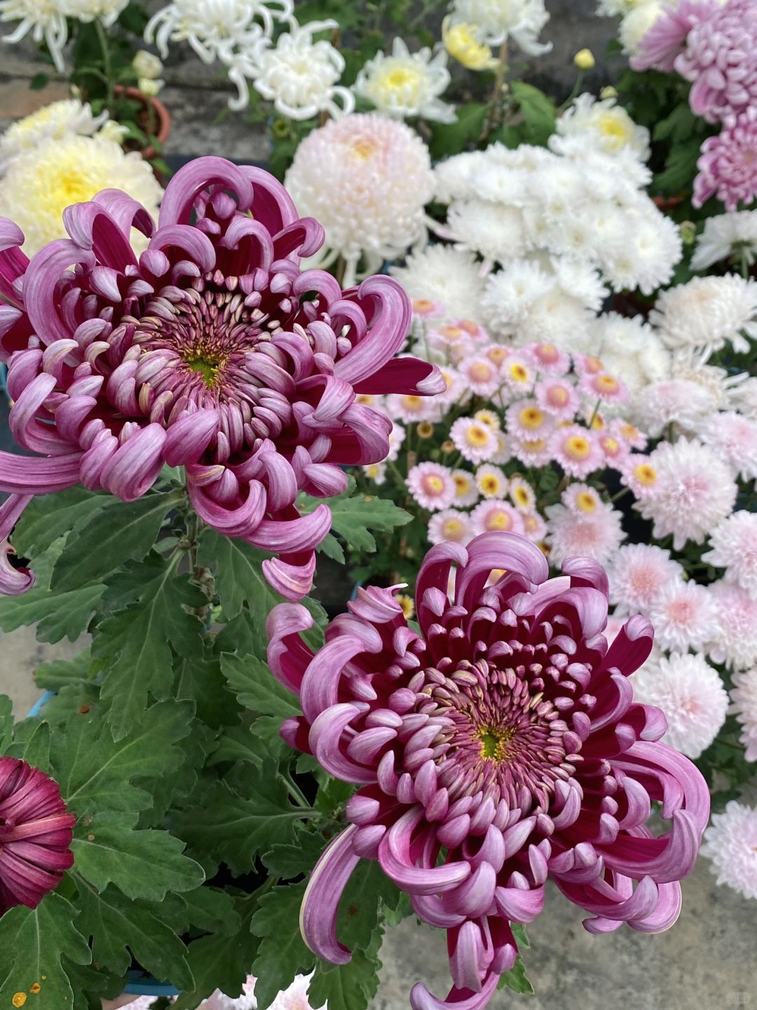 自己没有选深色的大菊，盲盒开出了一棵