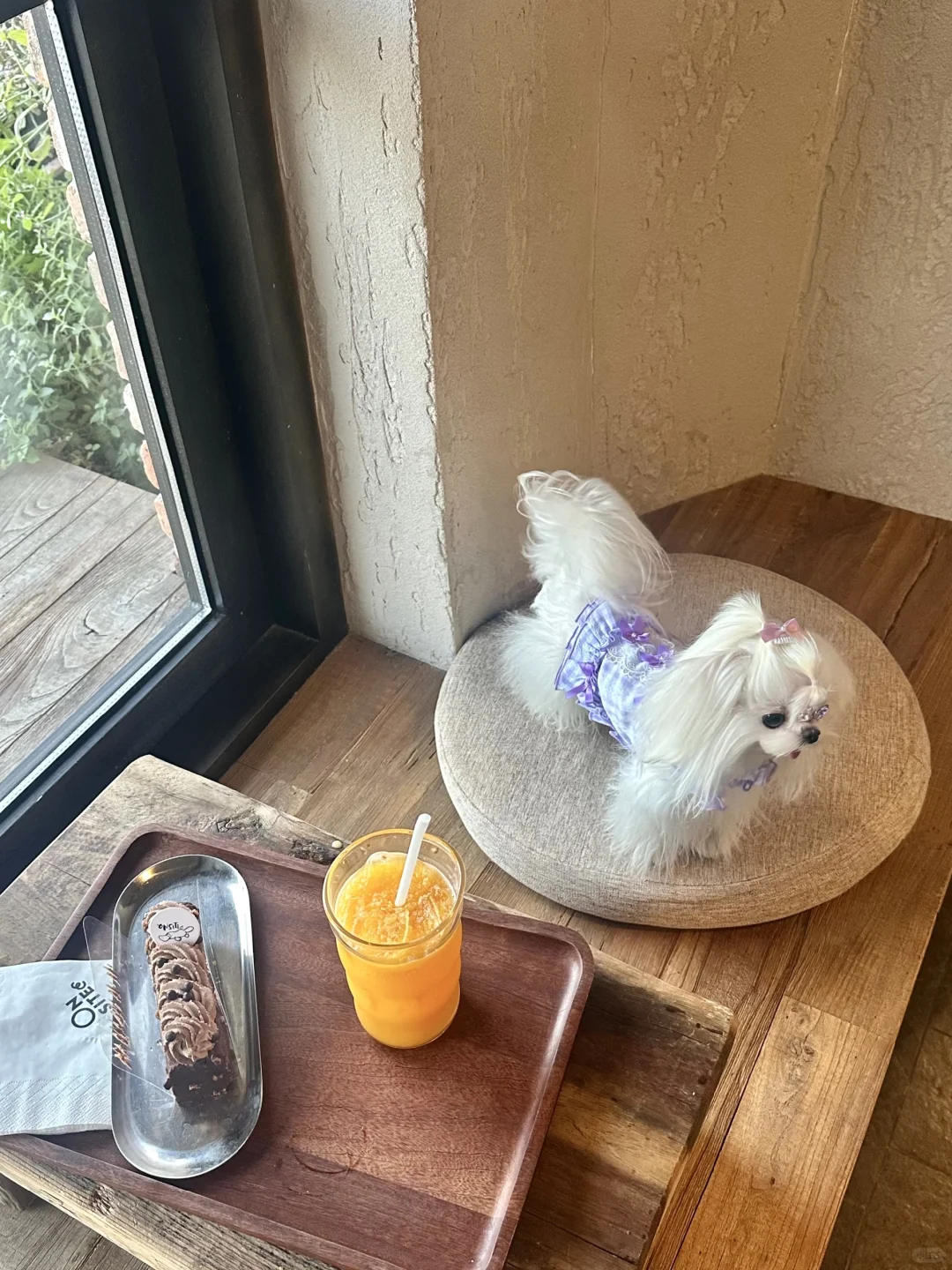 发现一只落单的公主小狗👸🐶