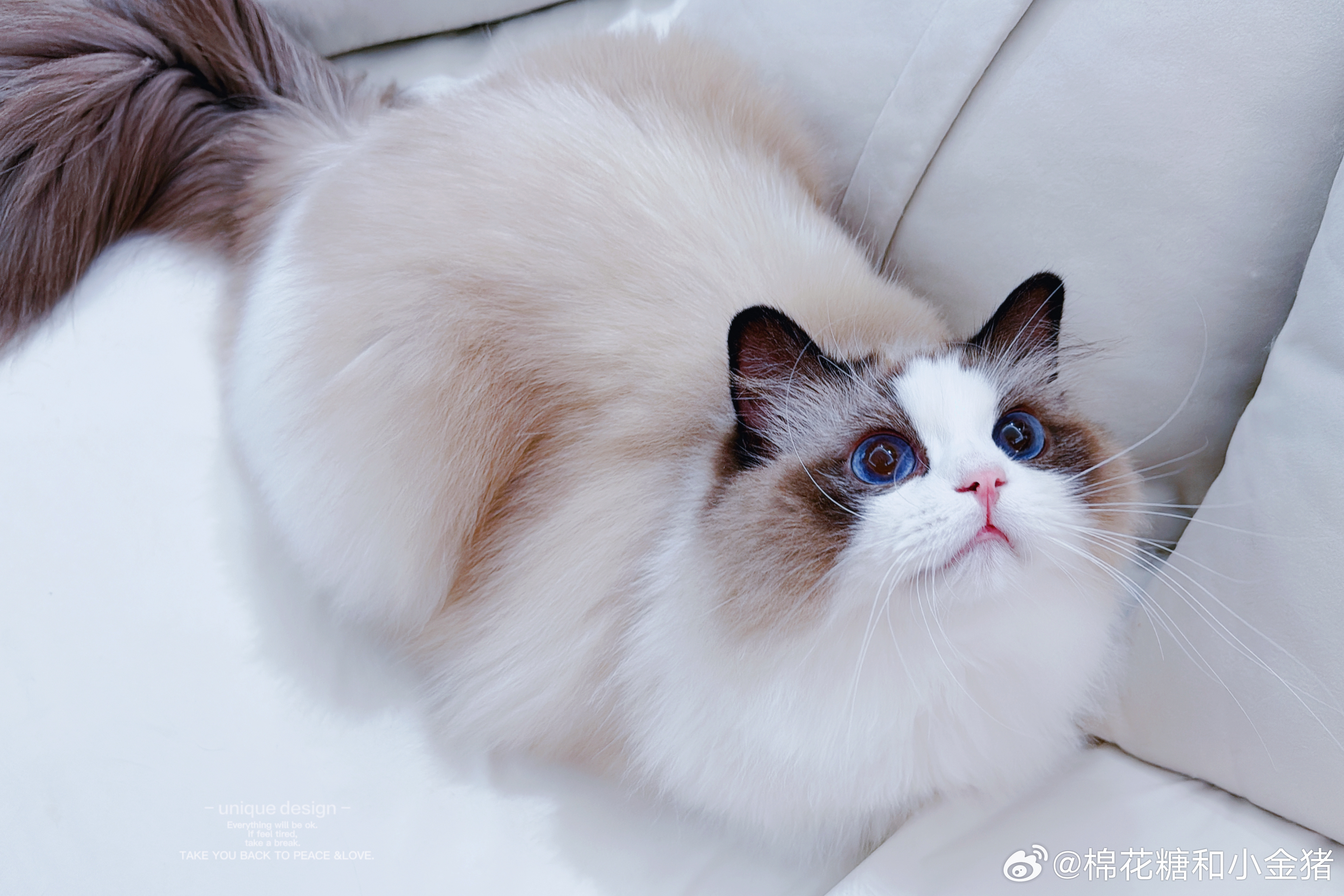 这个猫窝有个蝴蝶结，每晚打好蝴蝶结，早上起来都是散开的。今天抓到是猪哼干的，一看
