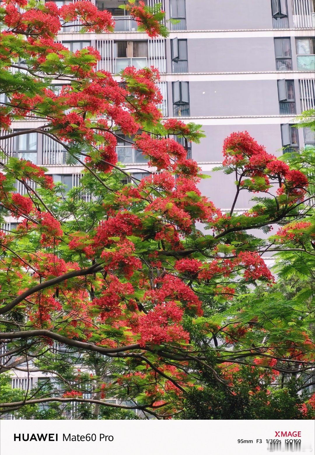 这个是？凤凰花？凤凰花开的路口那个凤凰花？  ​​​