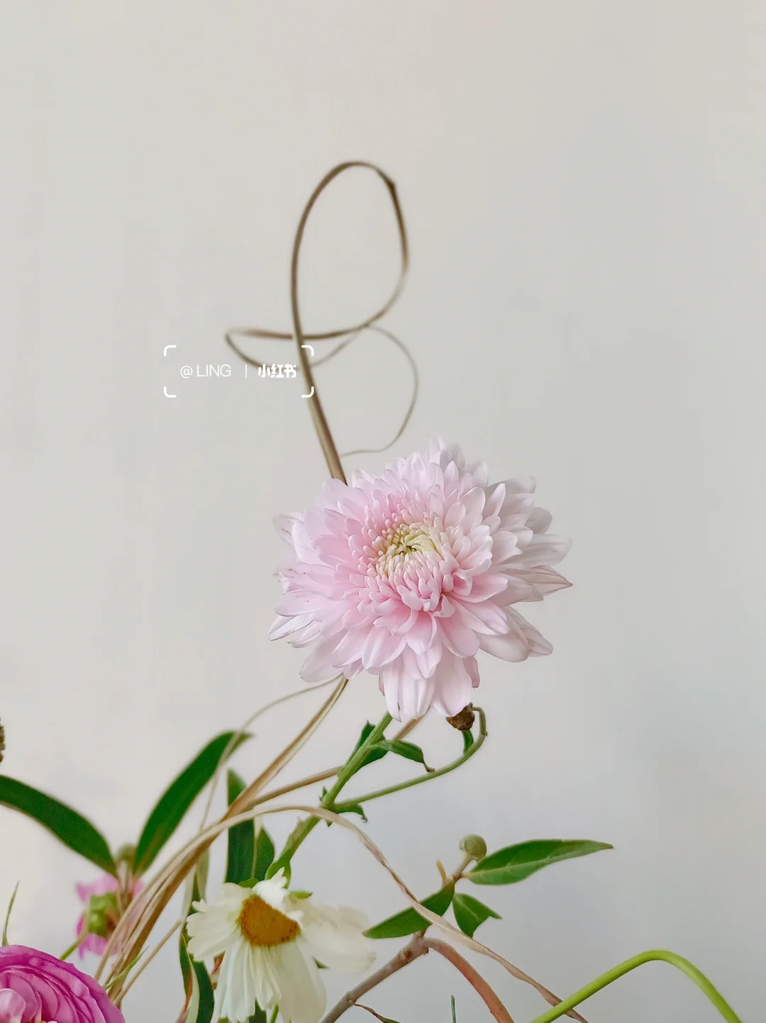 久违的小花翁