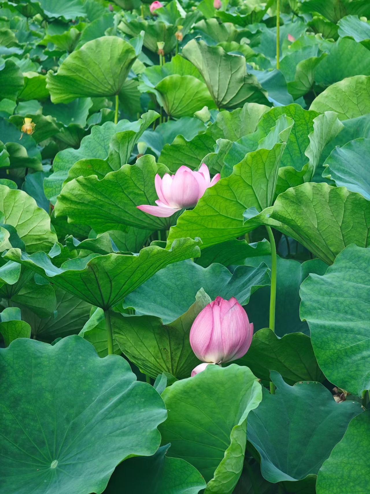 初夏时节，粉嫩荷花绽放，绿叶衬托，清新自然！🌸🍃随手拍一张山花野草的照片