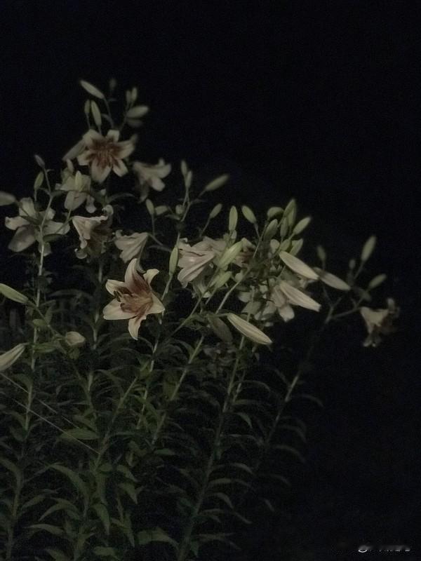 植物神经紊乱一到晚上就加重，原因还挺多。生理上，人体生物钟在夜间会调节生理功能，