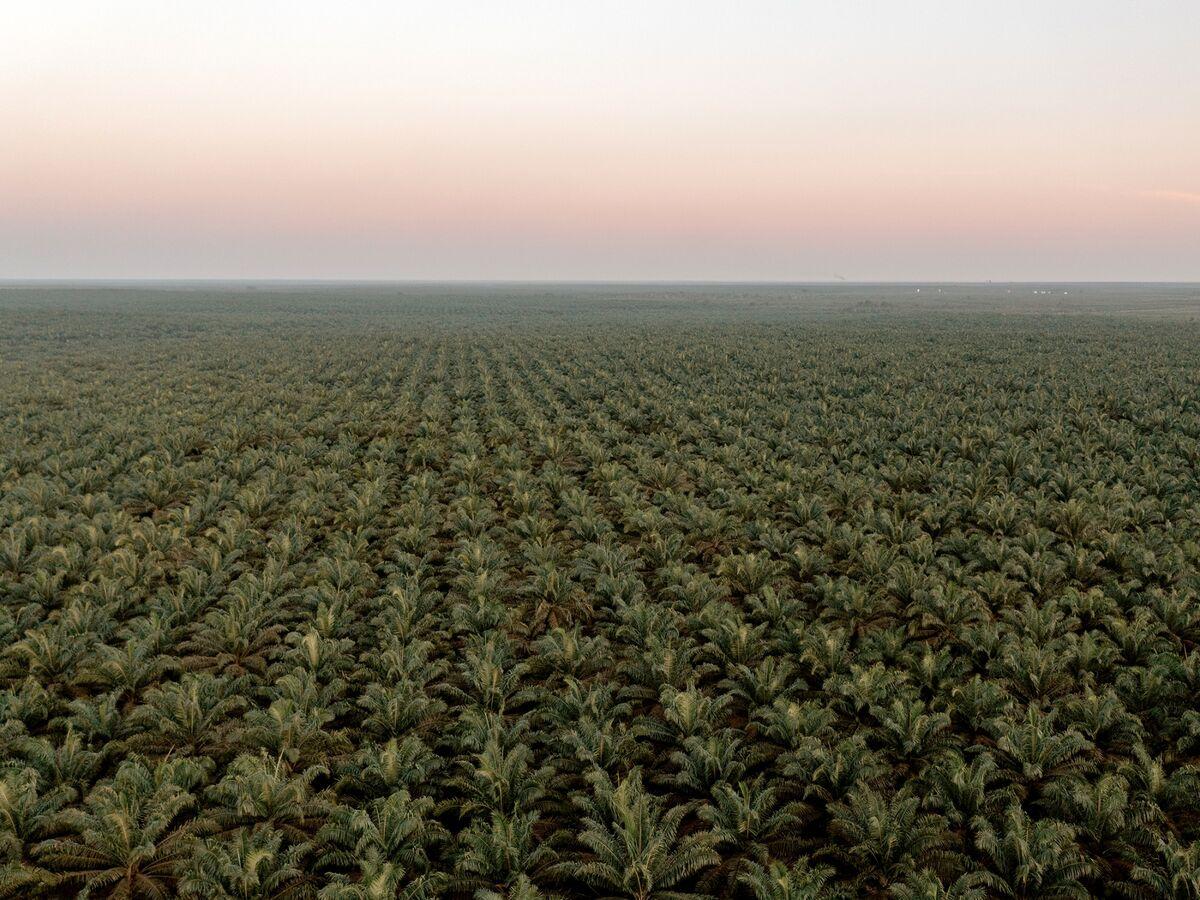 印尼以相当于瑞士国土面积的土地掠夺强化资源控制