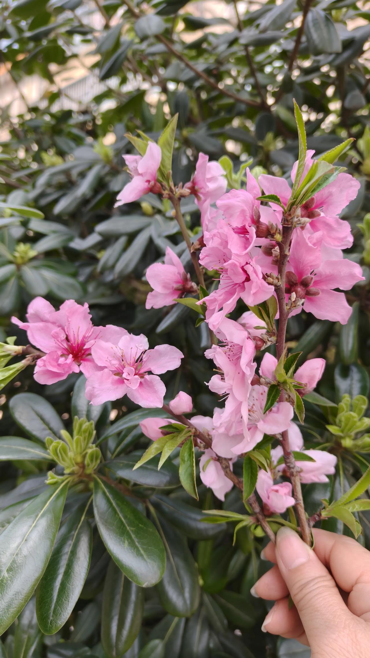晒一晒相册里的花桃花朵朵开，香气四溢，沁人心脾，爱着美好的春天。