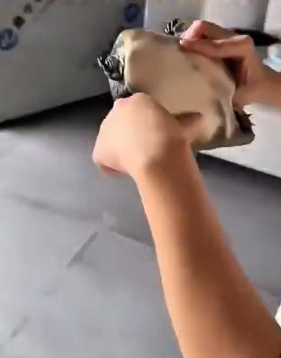 女生被甲鱼咬到手愣是一声不吭，淡定地把甲鱼放进水里。网友表示：教科书式处理了。都