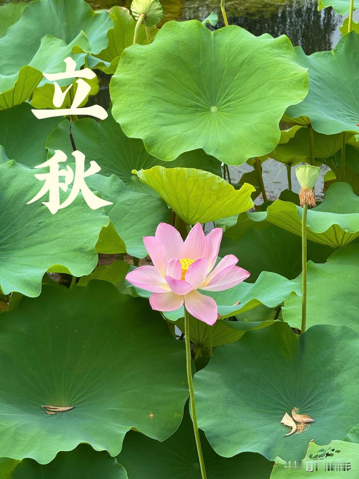 明日立秋，老辈传下来的习俗讲究，简单一看就懂
 
马上到立秋，天气白天闷热、早晚