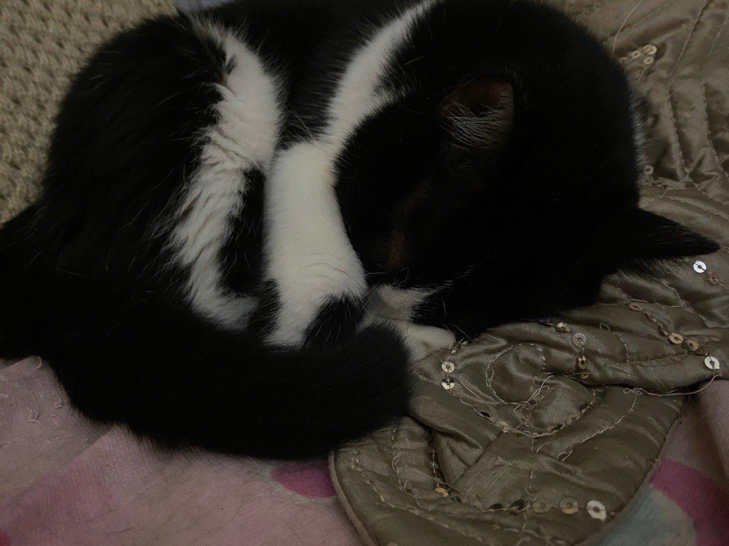 空调吹的缩一团了。小奶太好玩了。奶牛猫