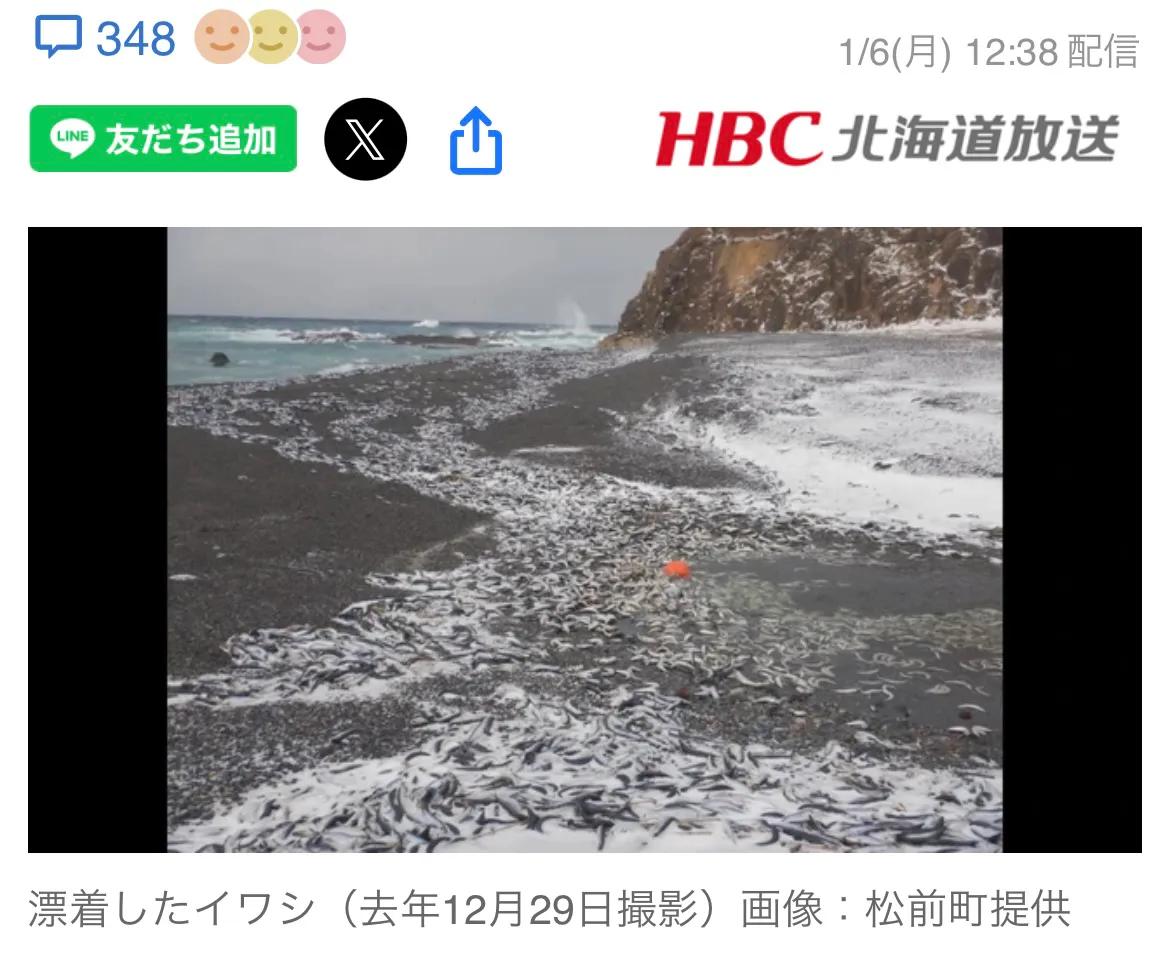 2024年12月28日福岛核污水再次袭击日本北海道，海边遍布沙丁鱼尸体，你还敢吃