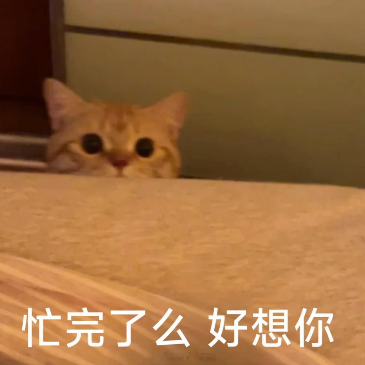 萧逸：“我会好好照顾狗狗。”临出远门工作之前，家里的小狗好像因为换季，总是蔫巴巴