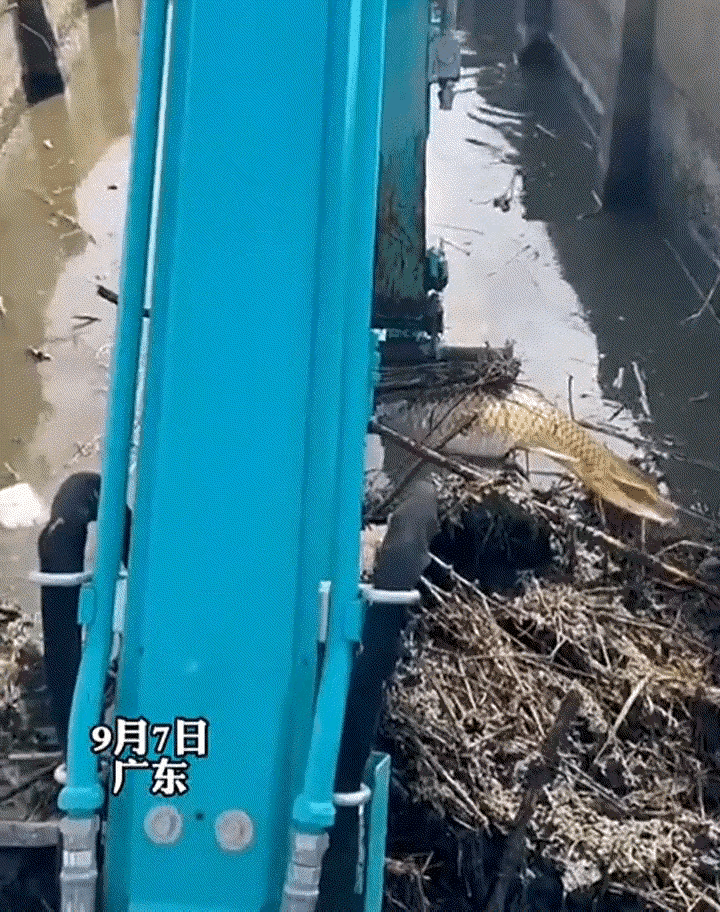 万万没想到，广东，一挖机师傅开着挖机清理河道时，竟从河道污水里挖出来一条大鱼！可