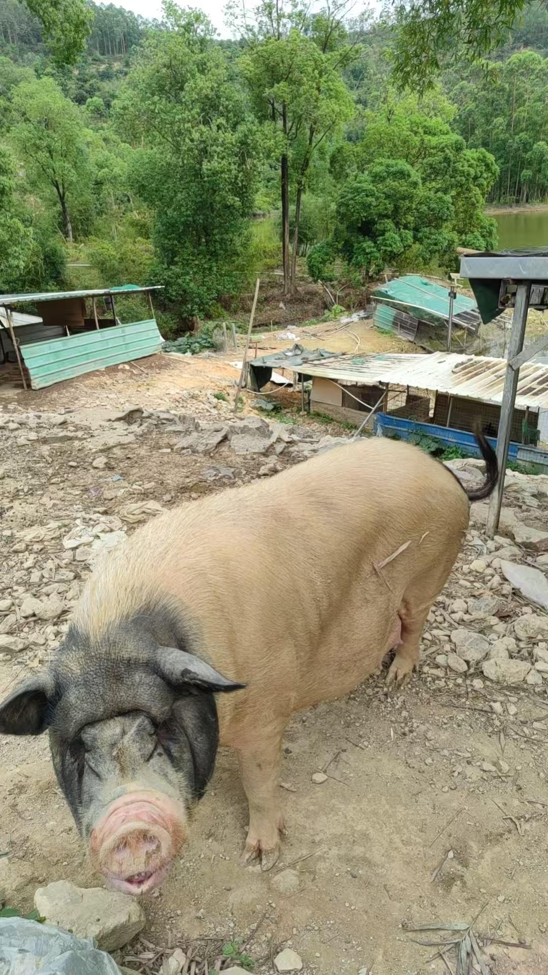 田园风光中的可爱大香猪，悠闲自在地享受着大自然的馈赠。