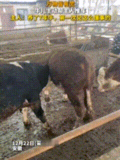 安徽唐女士跟对象一块儿养牛，两年前对象从牛贩子那儿看见一头病牛仔，别人都不要，他