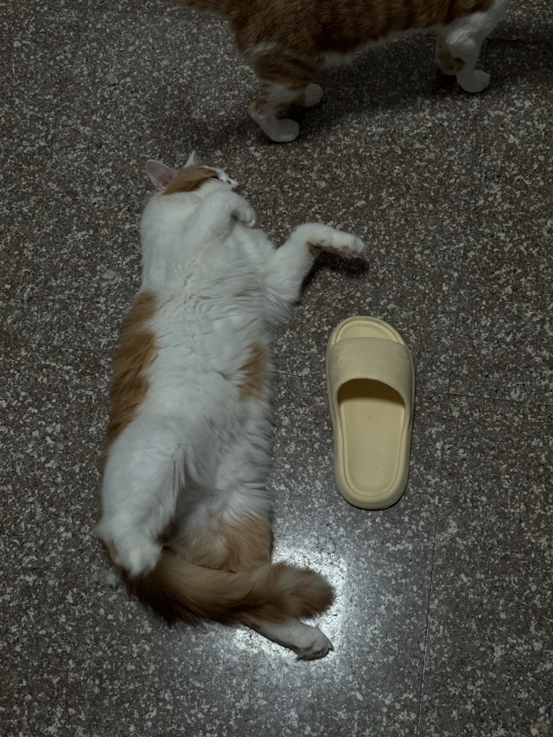 板板正正的小猫咪