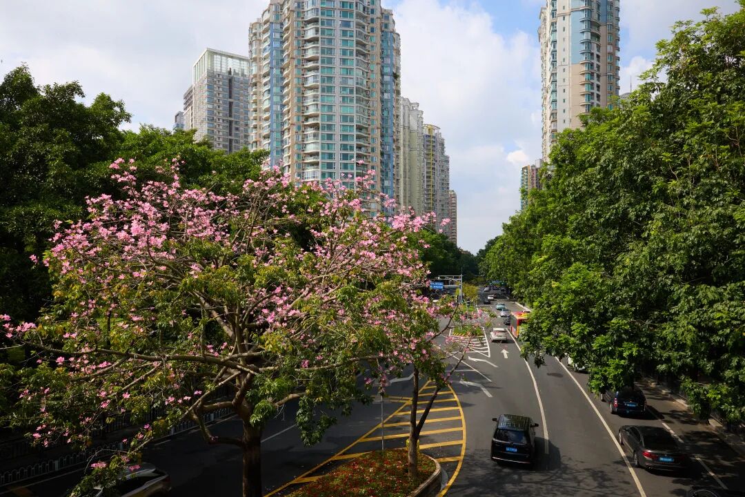 广州，即将迎来两波冷空气！最新降温时间预报