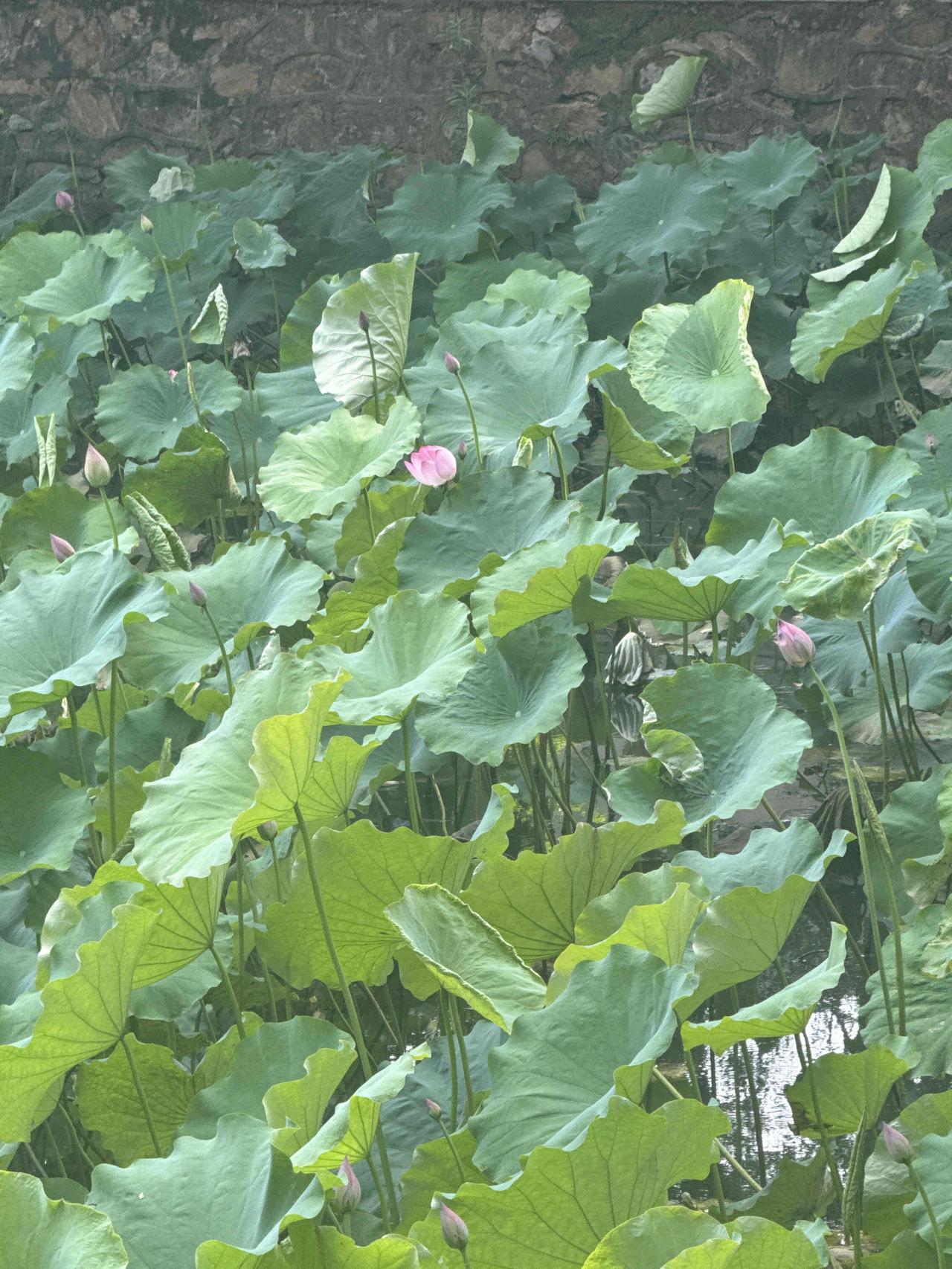 【工作累了，校园转转】
荷塘月色往往给人宁静致远的感觉。
满池的荷叶就像一片绿色