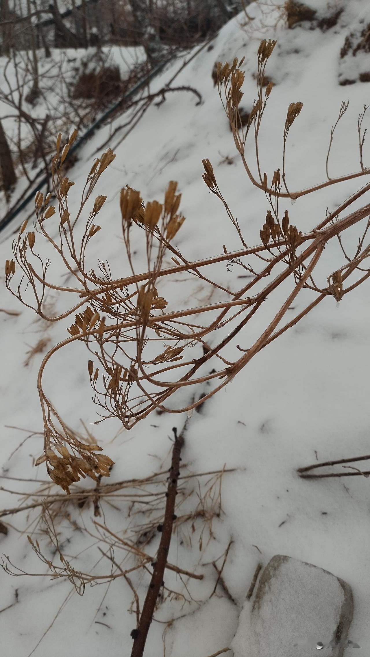 在生死面前，最难的是谁？
堂妹说，最难的不是面临生死的那个，而是要做出抉择的那个