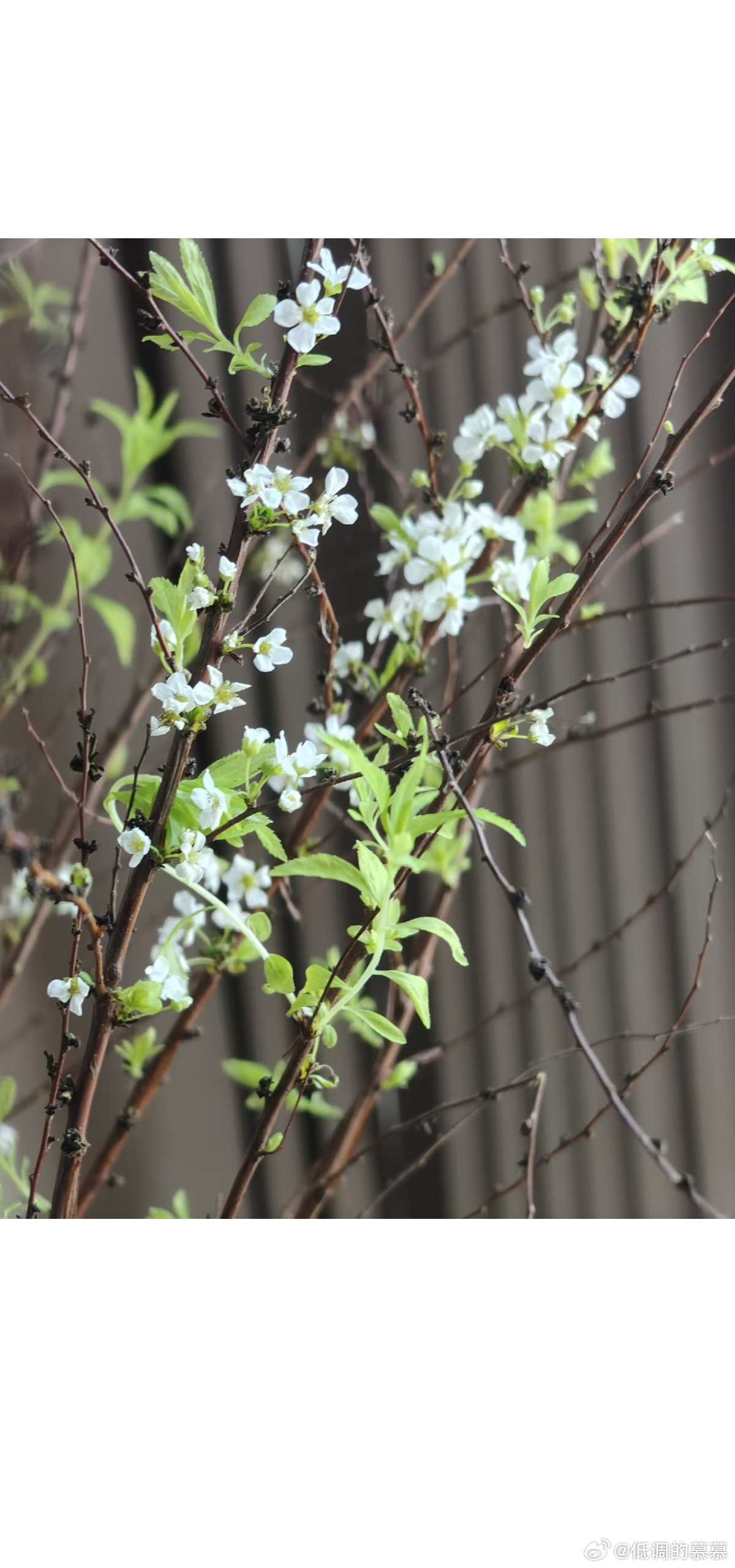我的雪柳开花啦，历经半个月 