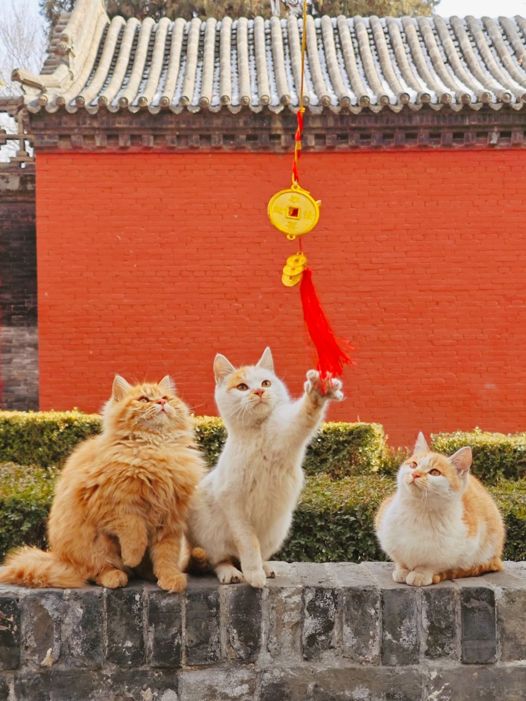 火红猫跃，见者有喜