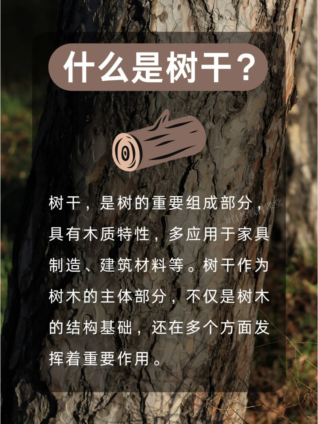 自然教育|树干结构中藏着哪些秘密？