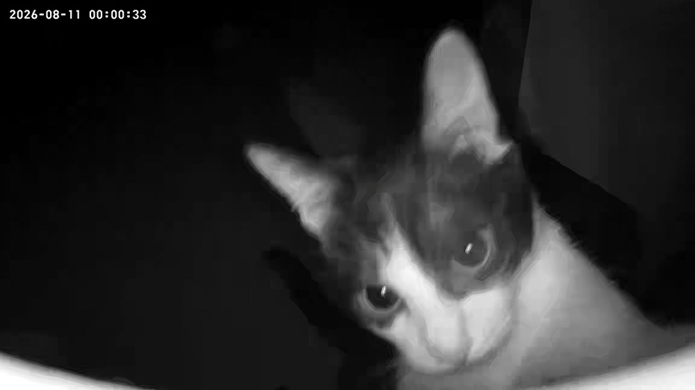 夜深咪静零点，有人要有危险‼️daily奶牛猫 （投稿：） 