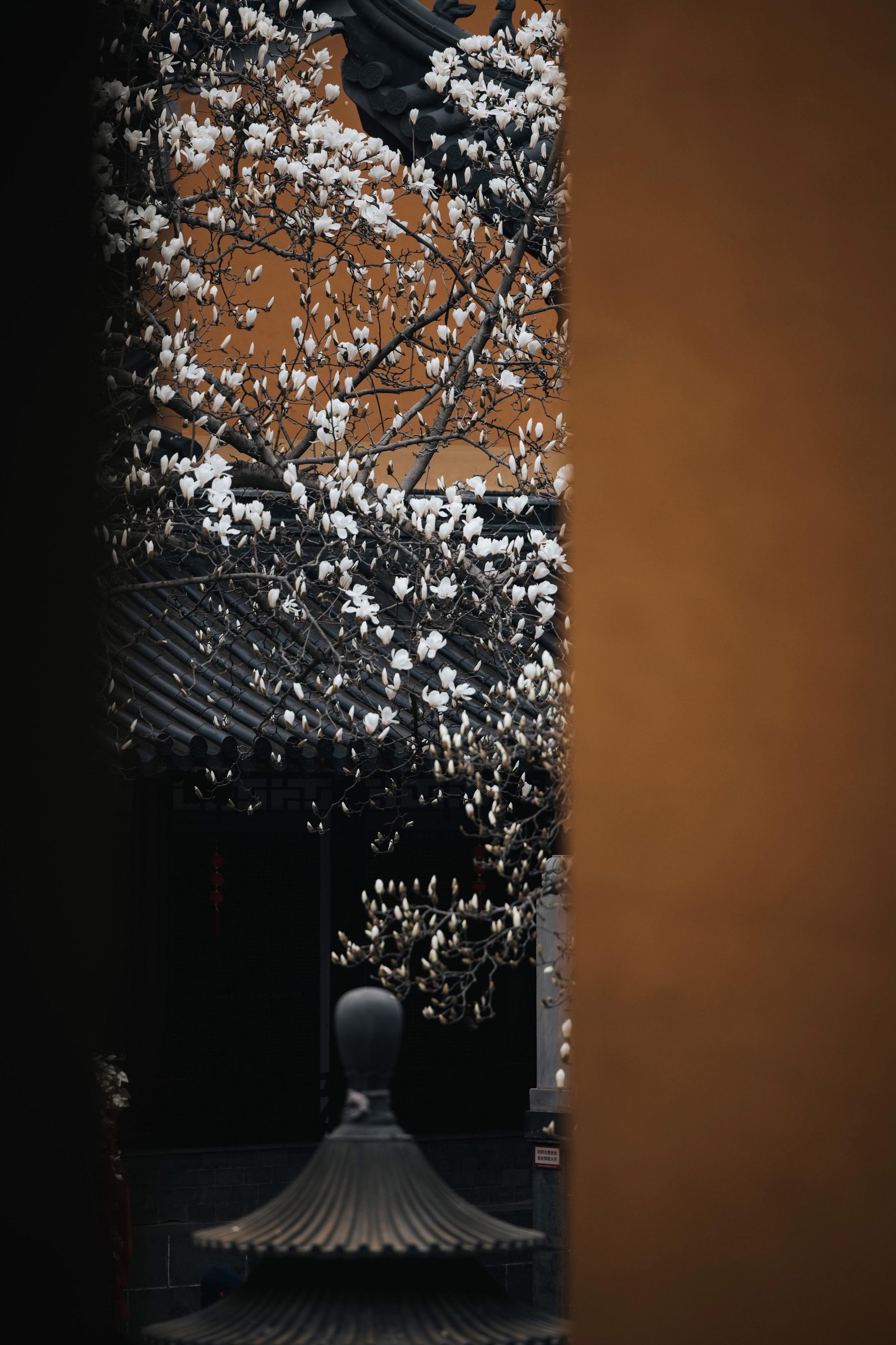 灵谷寺玉兰已开 又多了一个去南京的理由。知道大家最近都在蹲南京灵谷寺的...