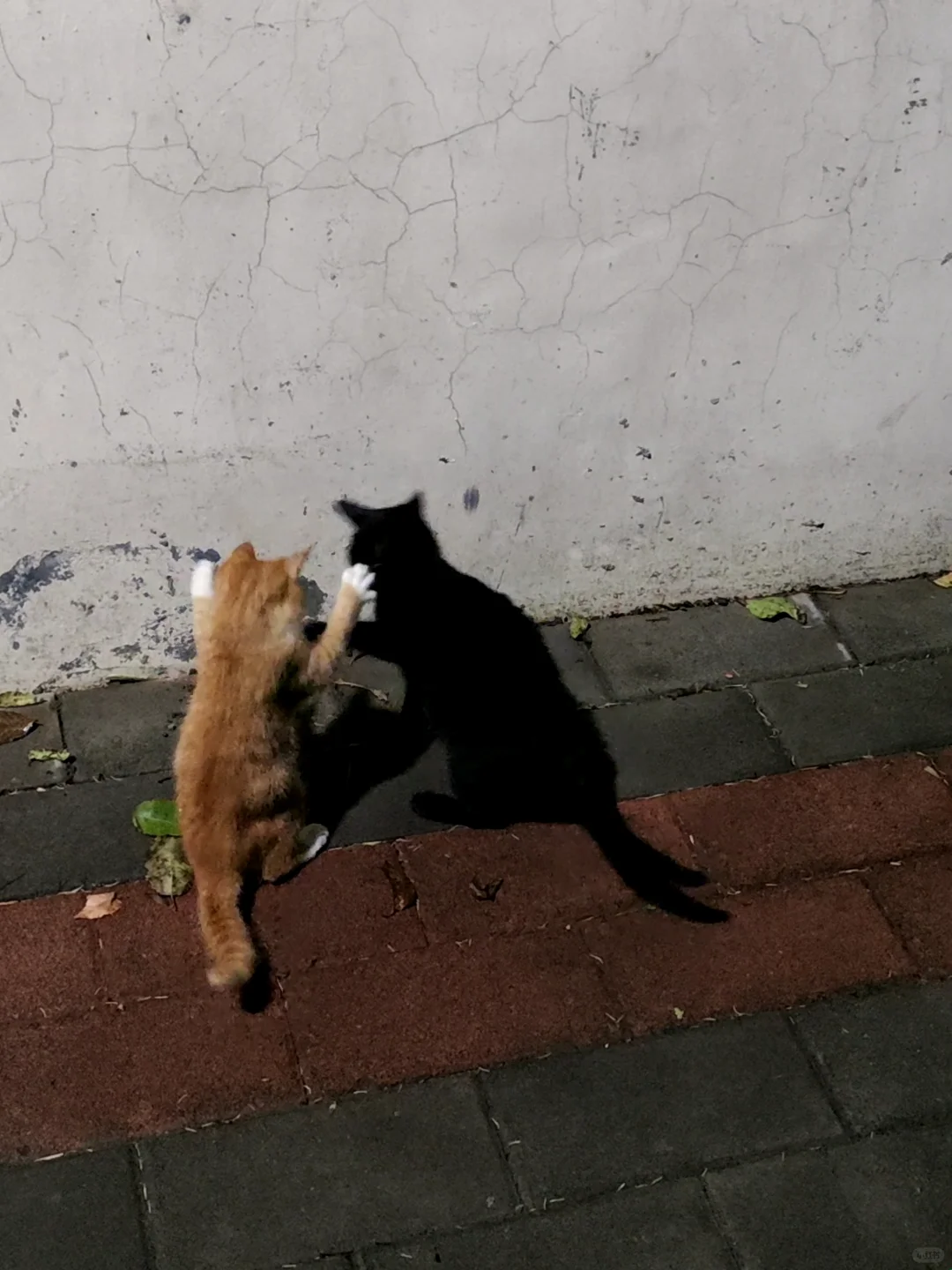 是影子还是小猫呀
