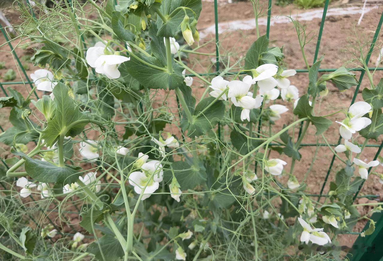 很多人见到过豌豆，吃过豌豆，吃过豌豆尖；豌豆花，估计很多人都没看到过吧！