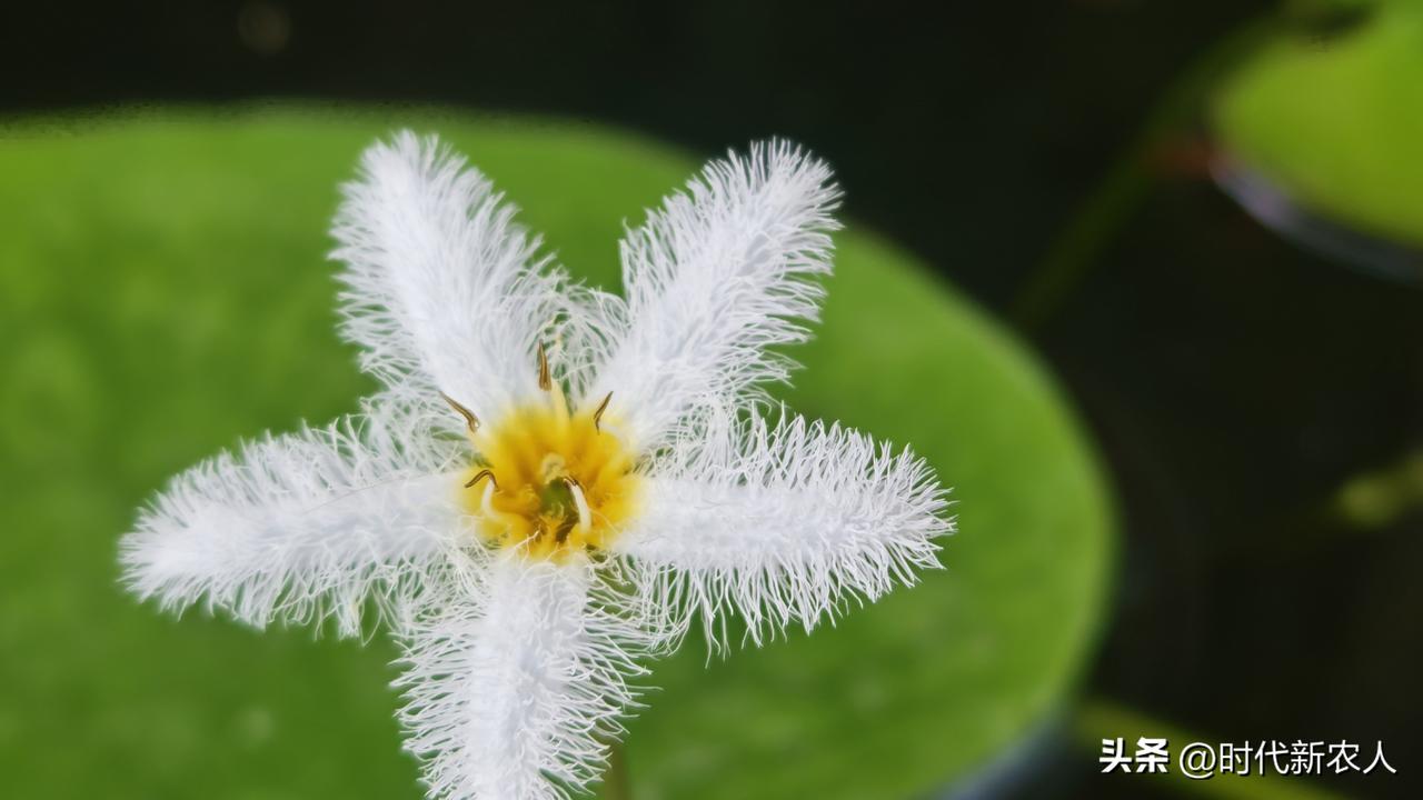 秋日生活打卡季非常妖媚的小花，种植起来相对简单，不需要太麻烦。