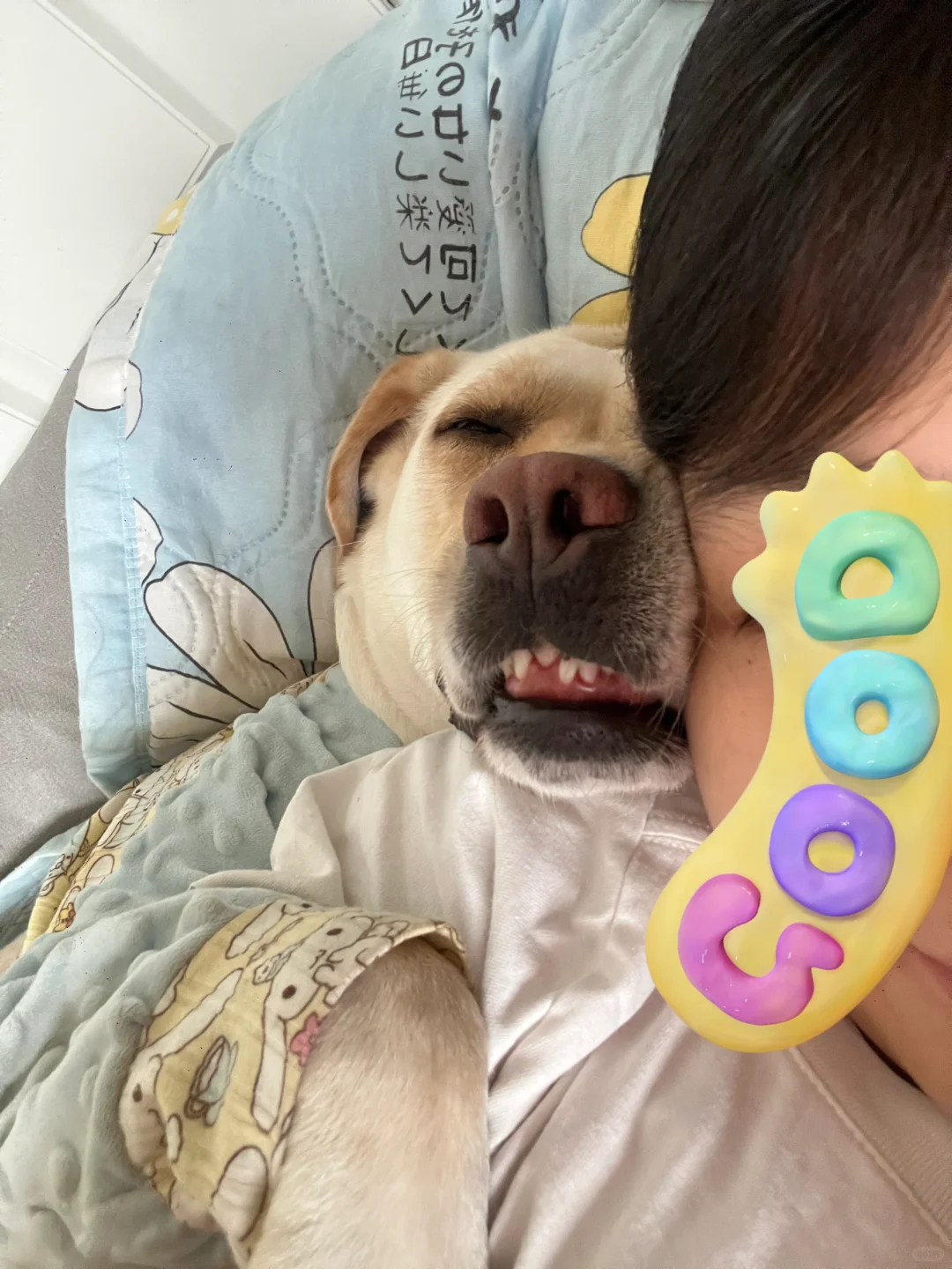 论一只小狗有多粘人！靠着汗都给我热出来了